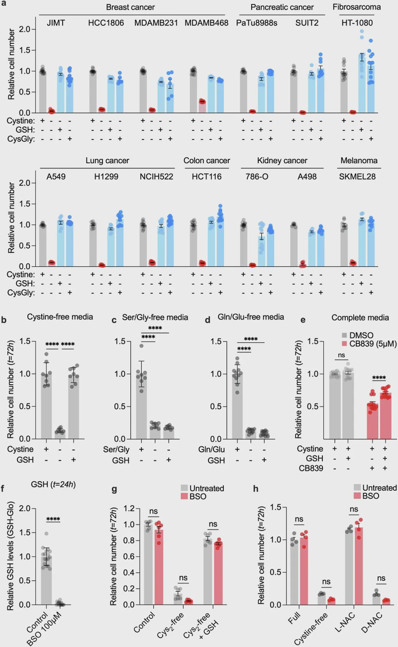 Extended data figure 4 shows that supplementing with glutathione or cysteinylglycine can rescue cancer cells under cysteine-deficient conditions.