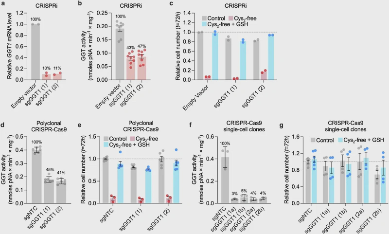 The reduction or absence of GGT1 expression in the extended data graph does not impair the glutathione-mediated cell rescue under cysteine-deficient conditions.