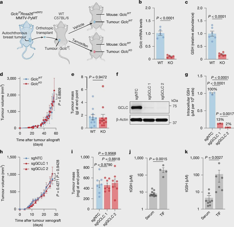 Glutathione: Amino Acid Supply Station in Tumor Microenvironment