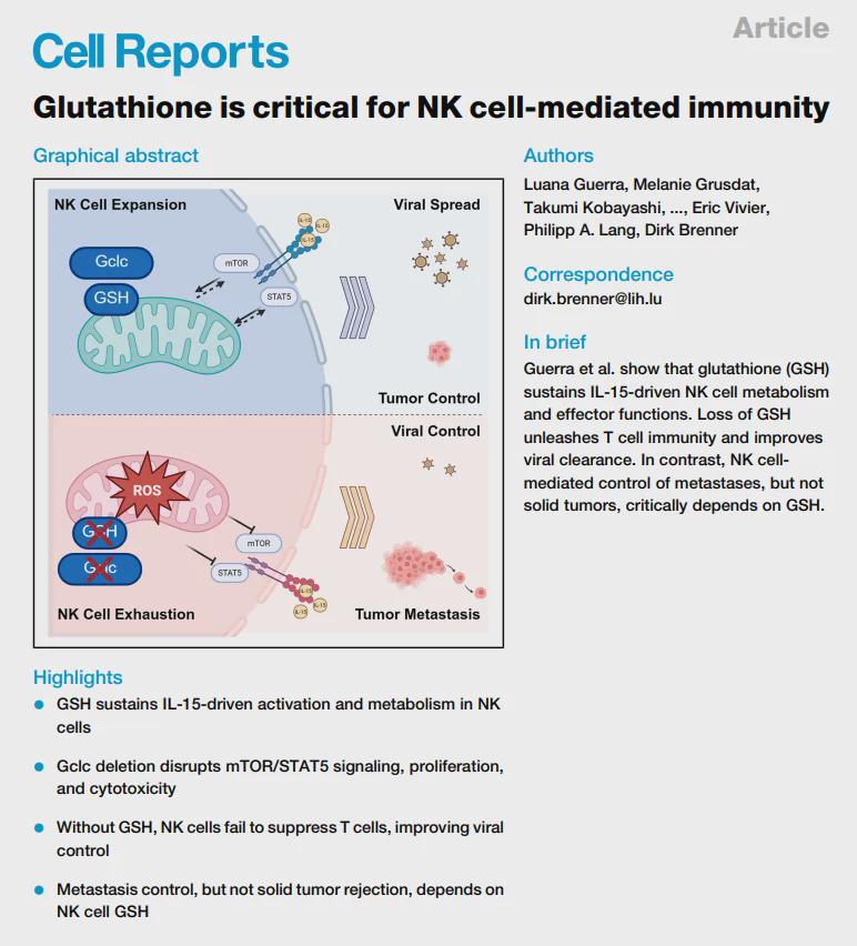 Lack of glutathione leads to paralysis of immune cells and uncontrolled tumor metastasis!