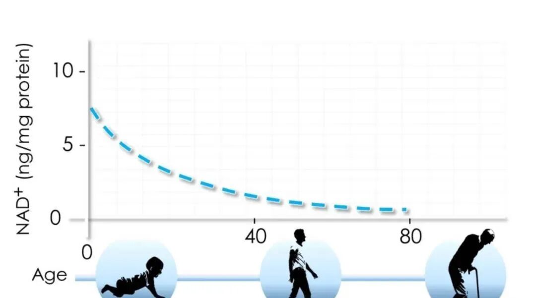 Importance of NAD+ for Human Body