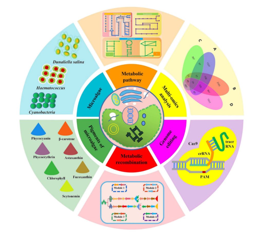 Microalgae pigment metabolism engineering and synthetic biology strategies