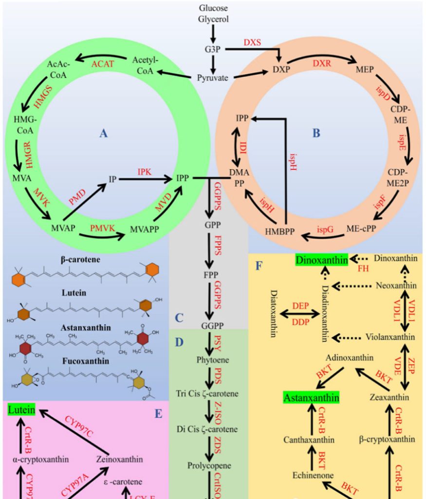 Biosynthetic pathways of carotenoids from microalgae