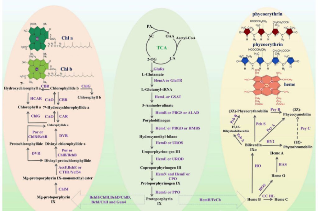 Biosynthetic pathway of microalgae porphyrin pigments