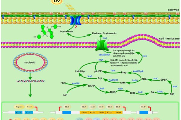 Metabolic engineering and synthetic biologystrategies for producing high-value natural pigmentsin Microalgae