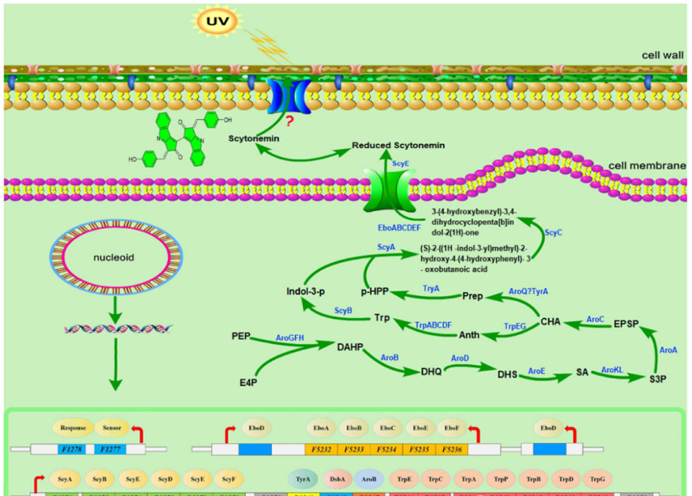 Metabolic engineering and synthetic biologystrategies for producing high-value natural pigmentsin Microalgae