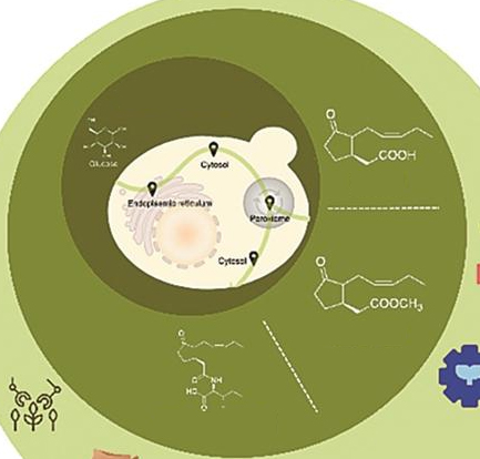 yeast cell factory