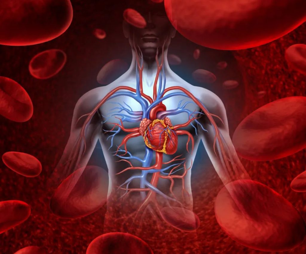 NMN can delay vascular senescence