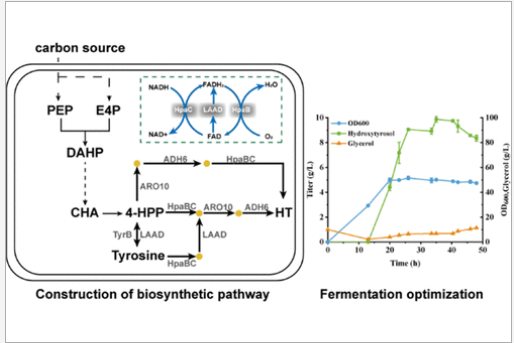 Construction of biosynthetic pathway