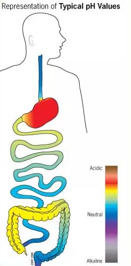 Typical pH of the gastrointestinal tract (GI)