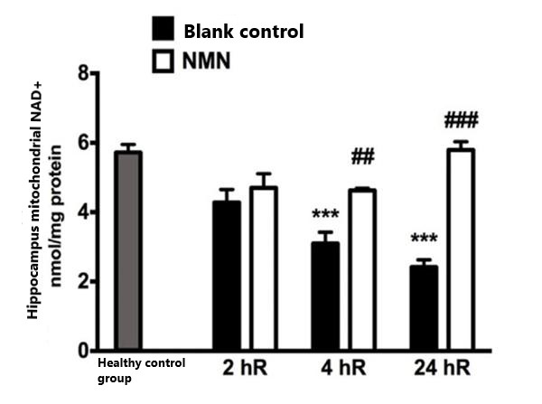 Figure 2 NMN significantly increased mitochondrial NAD+ levels in the hippocampus of the mouse brain