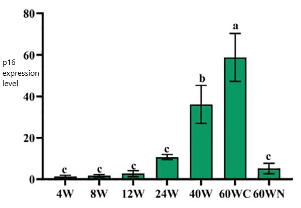 Figure 4 Expression level of p16 protein in mouse ovaries (measured by mRNA)