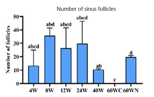 Figure 2 The number of sinus follicles (follicles that start to develop in each ovulation cycle) in mice of different ages, where 60WN is the 60 week-old mice supplemented with NMN; 60WC was the control group