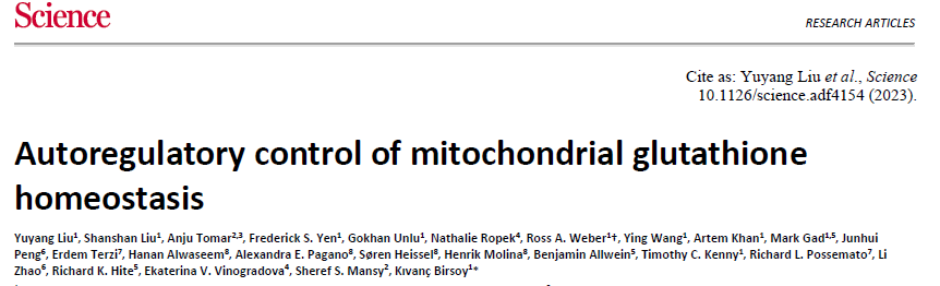 Autoregulatory control of mitochondrial 
 glutathione homeostasis