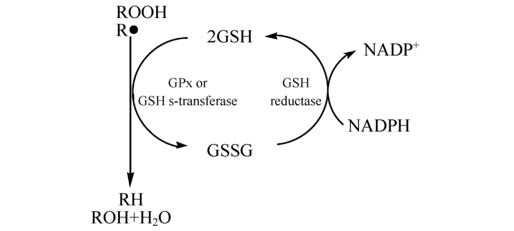 FIG. 2 Schematic diagram of antioxidant function of GSH