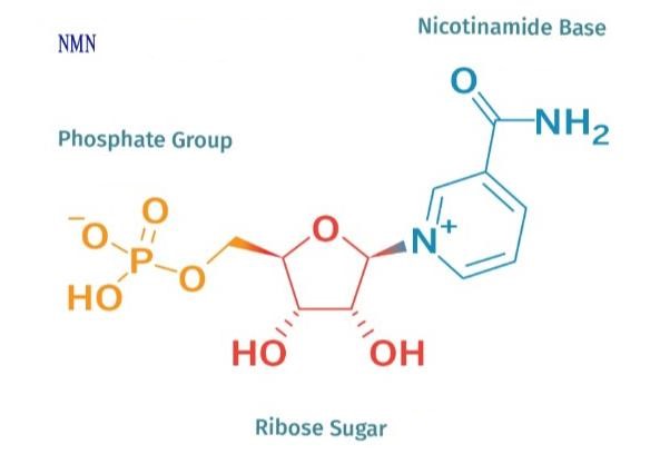 Nicotinamide Mononucleotide Factory NMN