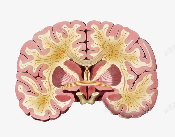 Look at the effects of NMN on Alzheimer's patients