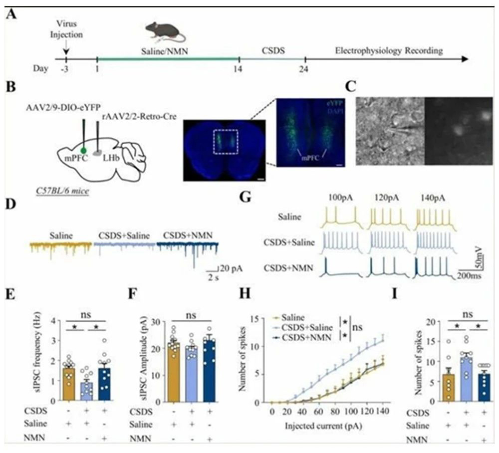 NMN regulates nerve transmission and excitability