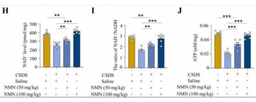 NMN protects nerve energy metabolism