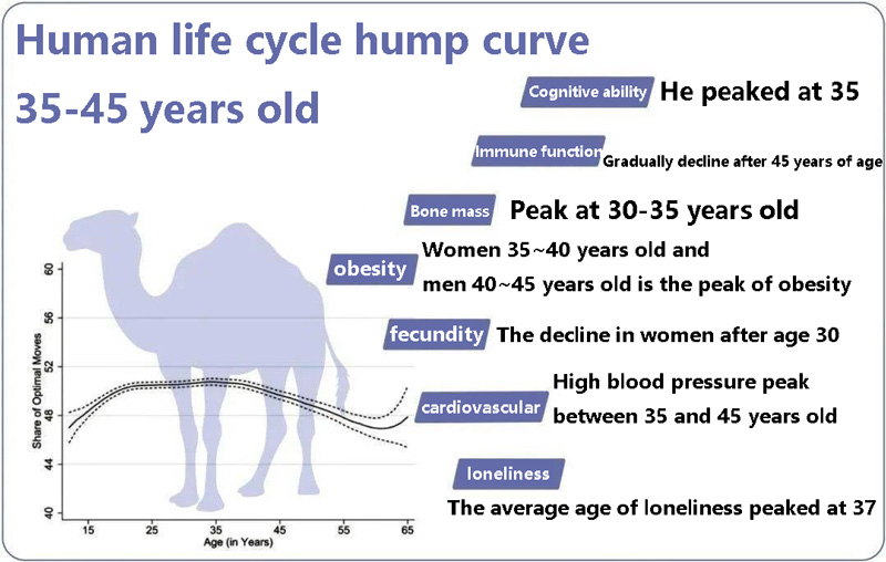 Human life cycle hump curve 35-45 years old