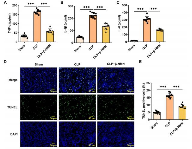 β-NMN treatment alleviated inflammation and apoptosis in kidney tissue of mice with sepsis associated acute kidney injury