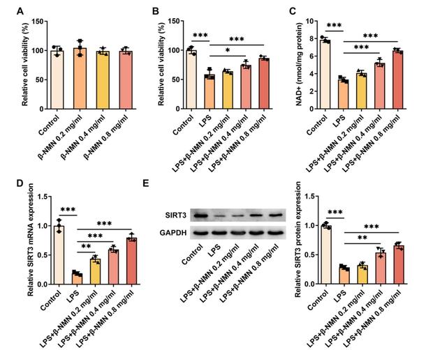 β-nicotinamide mononucleotide treatment increased SIRT3 expression in lipopolysaccharide (LPS) -stimulated HK-2 cells