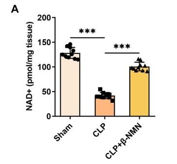 Compared with the CLP group, the use of β-NMN significantly increased the content of NAD+ in mouse kidney tissue