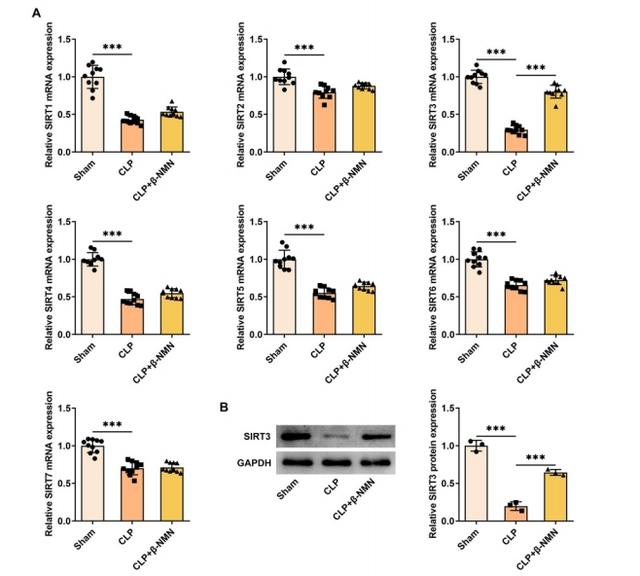 β-NMN up-regulates the mRNA and protein expression of SIRT3 in kidney tissue of mice with sepsis associated acute kidney injury