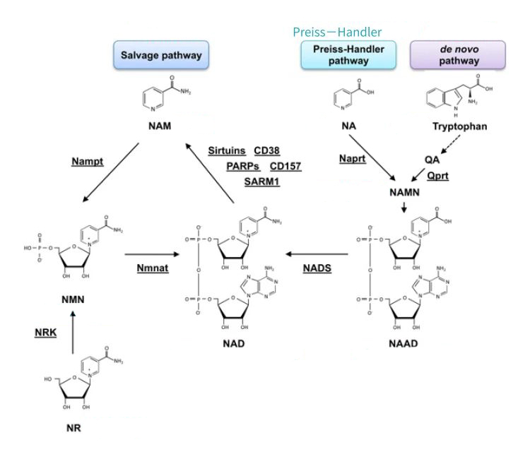 Figure: 3 synthesis paths of NAD+