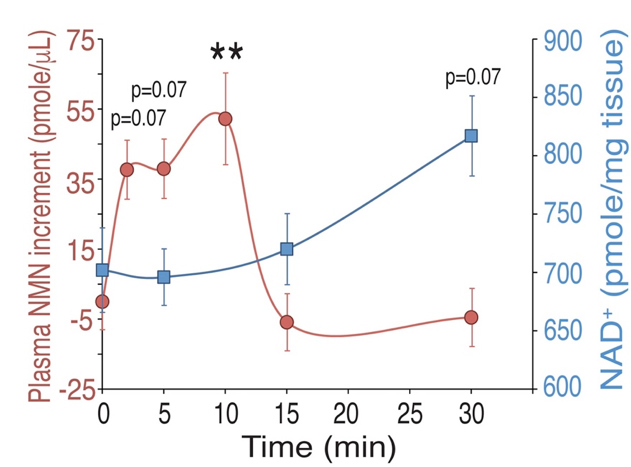 Figure: The process of converting NMN into NAD+ in vivo