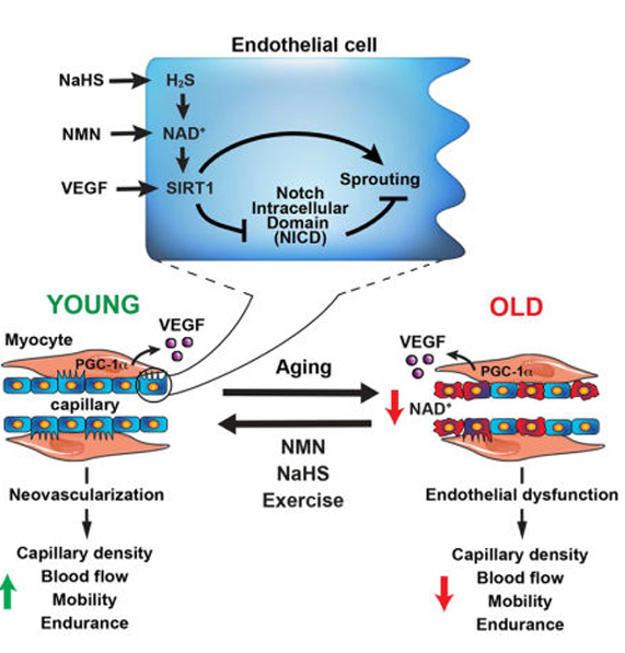 Figure 2 NAD+ promotes angiogenesis through SIRT1