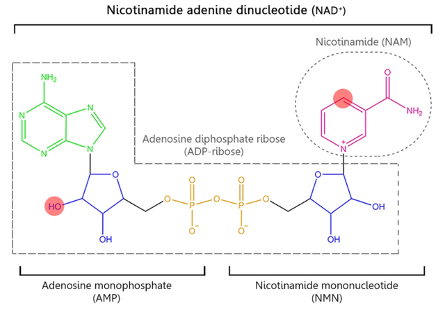 Bulk β-nicotinamide adenine dinucleotide NAD+ Powder