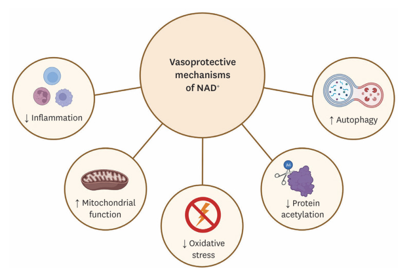 FIG. 3 Mechanism of vascular protection activated by NAD+