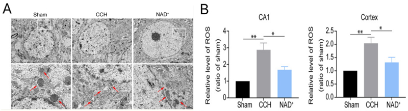 Figure 4 NAD+ mitigated mitochondrial and damaged ROS production