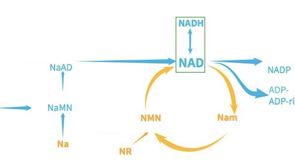 NMN、NR、NA、NAM、NADH