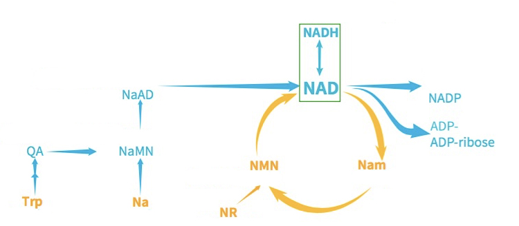 NMN、NR、NA、NAM、NADH