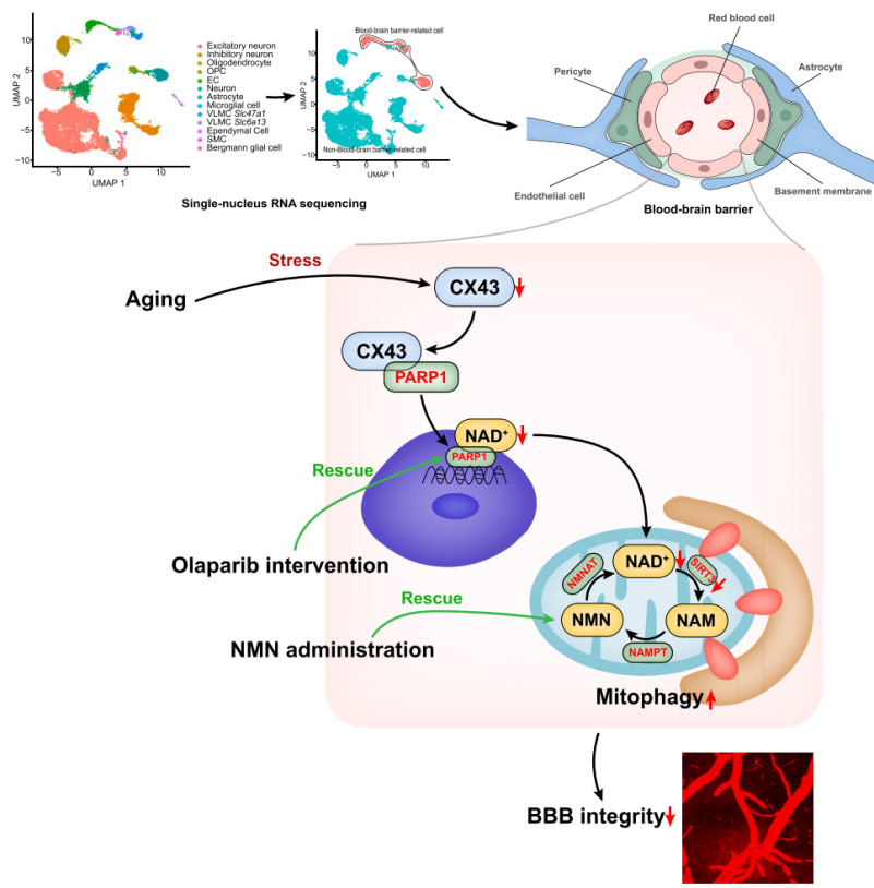 Figure 5 β-nicotinamide adenine dinucleotide prevents vascular aging