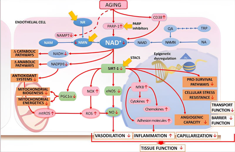 Figure 1 NAD+ deficiency induces vascular endothelial dysfunction