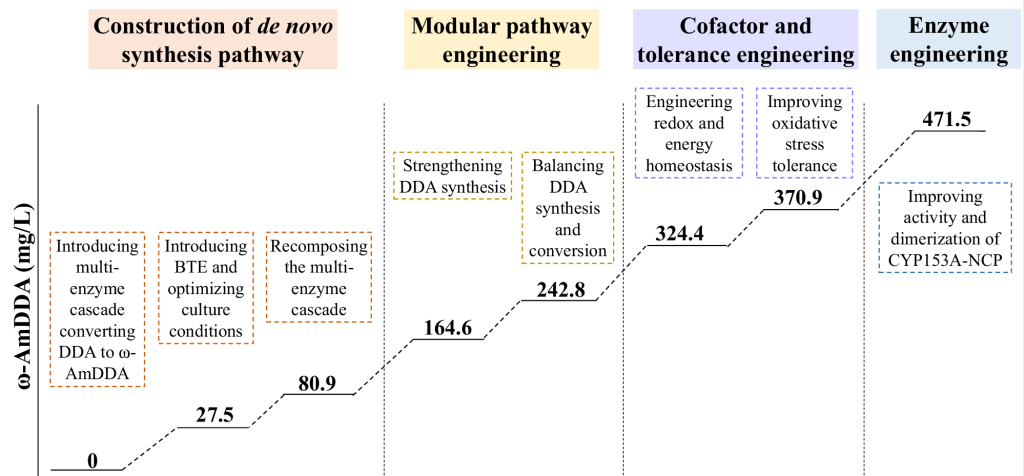 Construction and optimization of ω-AmDDA cell factory