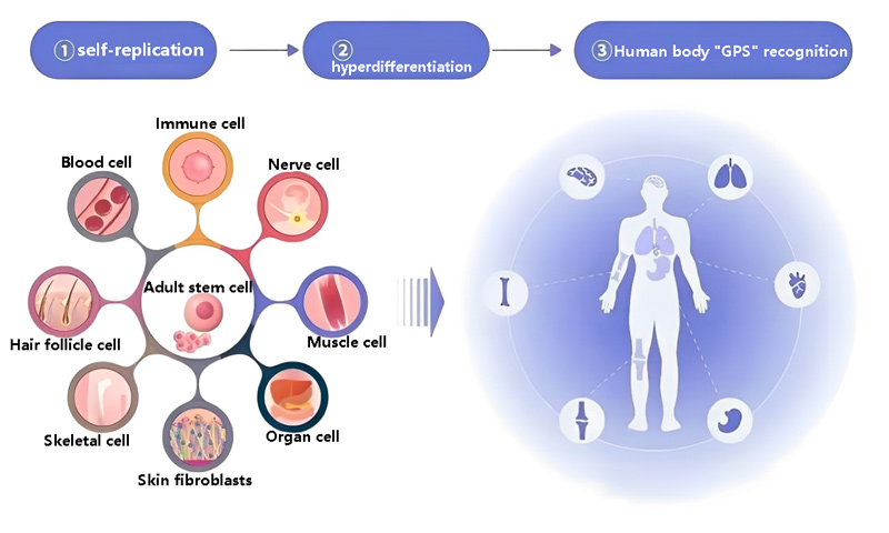 Adult stem cell