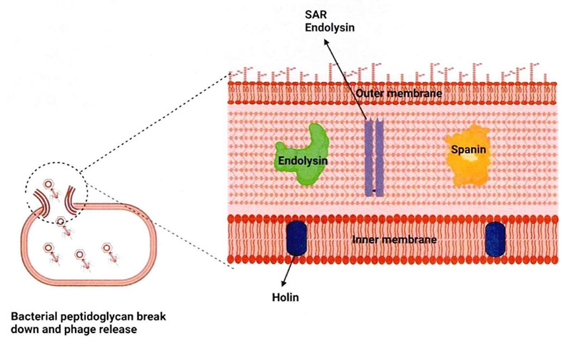 Core function of EC4 enzyme