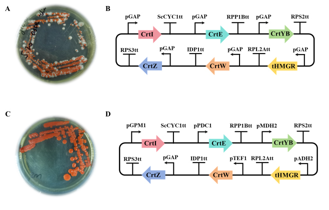 Construction of astaxanthin biosynthetic pathway of recombinant Pichia pasteuris