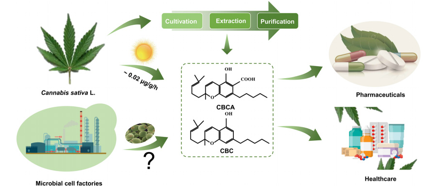 Schematic diagram of CBCA synthesis in a cannabis and yeast cell factory