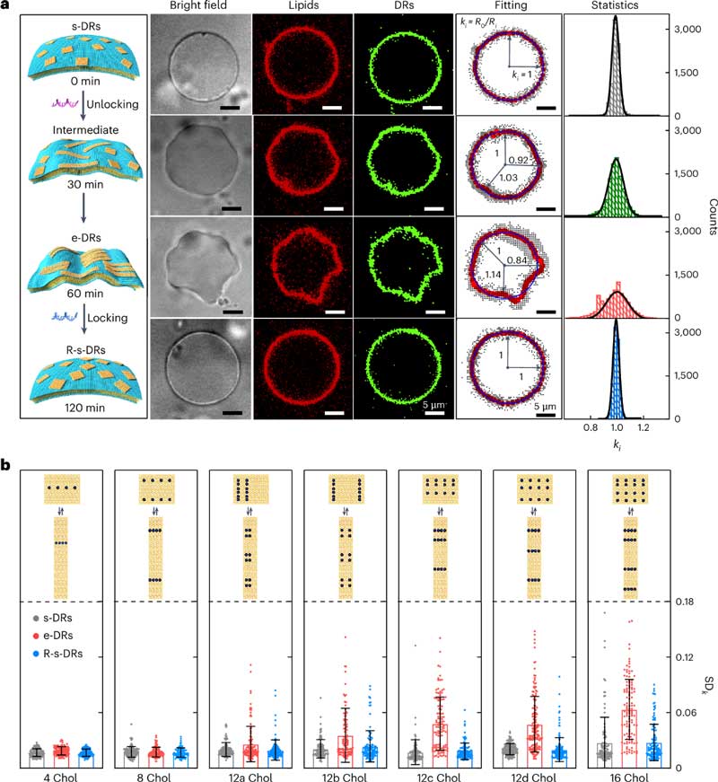 Correlation between DNA nanofraft remodeling and GUV remodeling