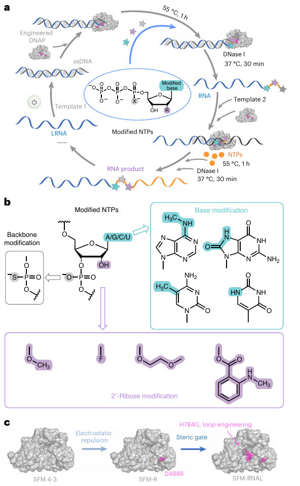 Schematic diagram of PORDVA for RNA position specific labeling