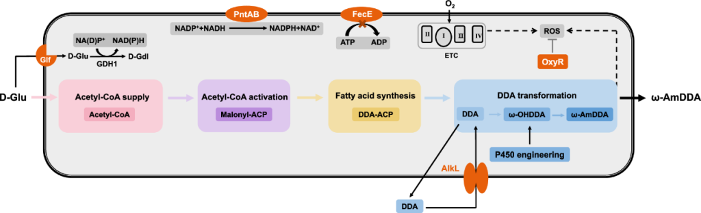 Synthesis pathway from glucose to nylon 12 monomer