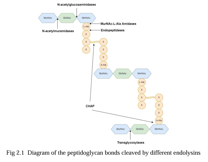 Diagram of the peptidoglycan bonds cleaved by different endolysins