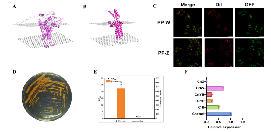 Structure and function verification of key enzymes in astaxanthin synthesis