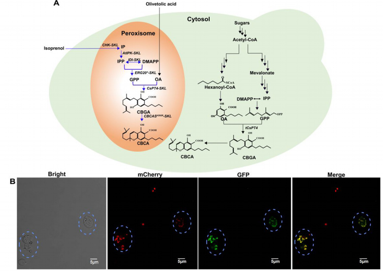 The CBCA biosynthetic pathway was engineered into the yeast peroxisome and CBCAS were localized to the peroxisome using SKL signaling peptide