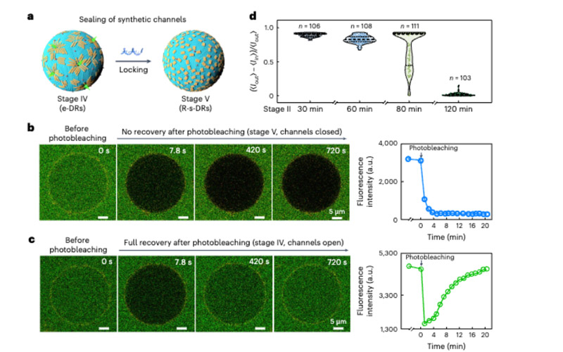 Reversible sealing of synthetic channels and gated cargo transport